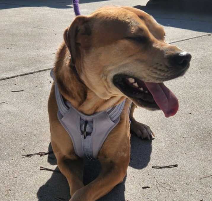 Photo of Frankie - **Facilitated Adoption**
