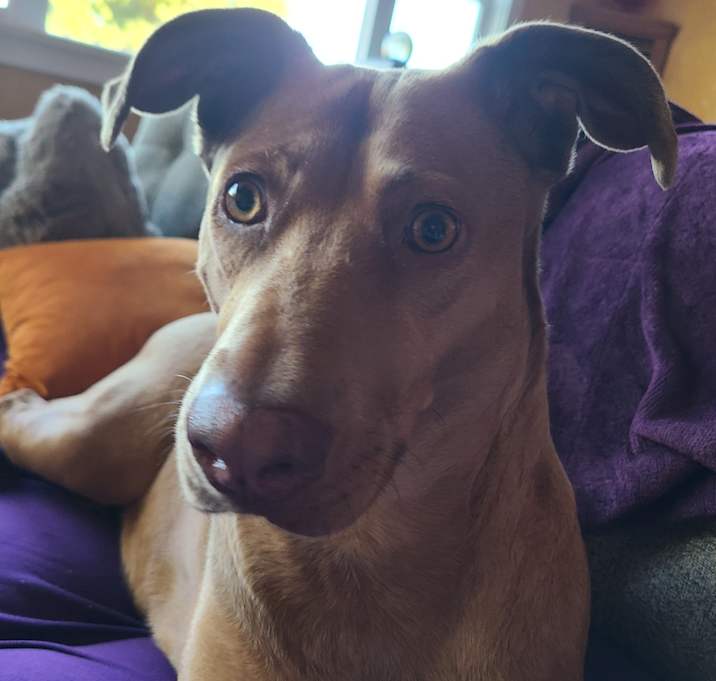 Photo of Tawny