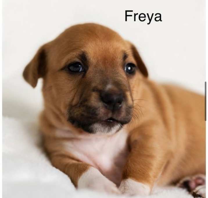 Photo of Freya (Isabelle's pup)
