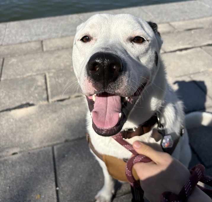 Photo of Luna