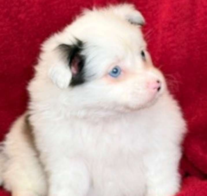 Photo of Echo