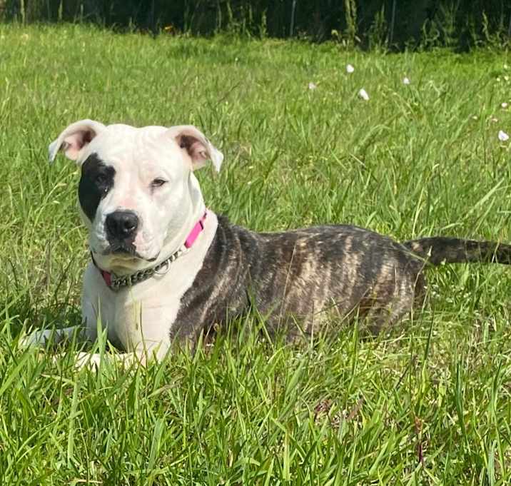 Photo of Patty the Pit Bull