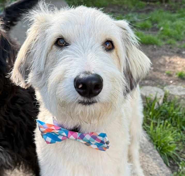 Photo of Barkley 