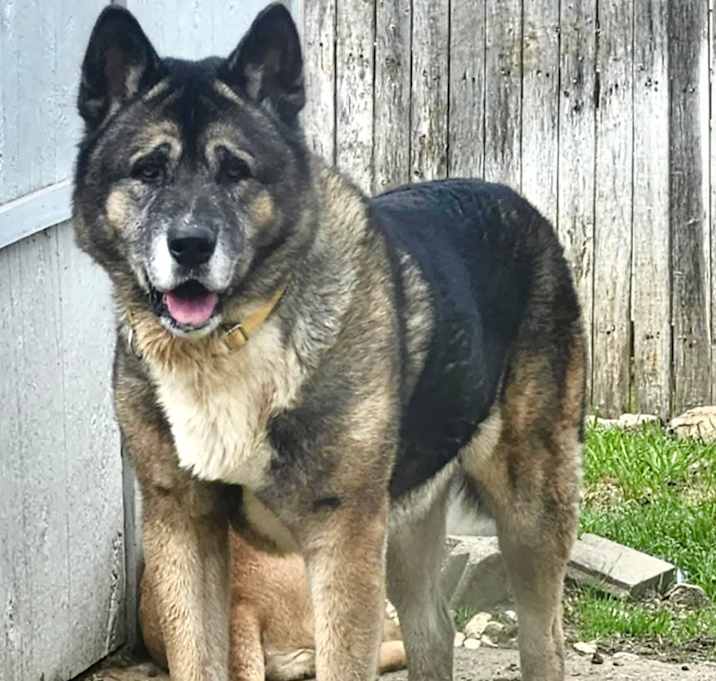 Photo of Moose