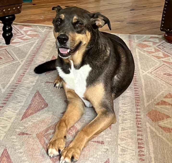 Photo of Toby