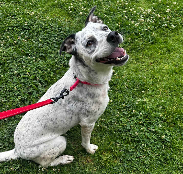 Photo of Pebbles A2189346