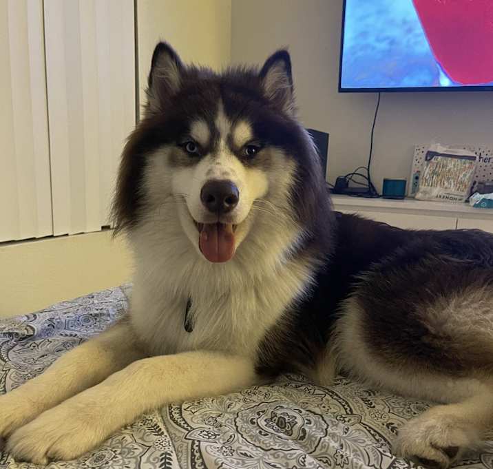 Photo of Atticus