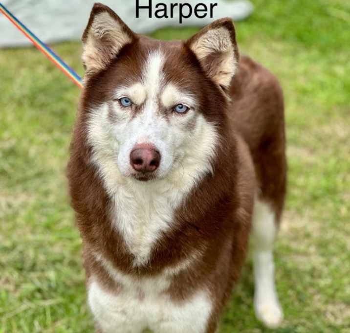 Photo of Harper