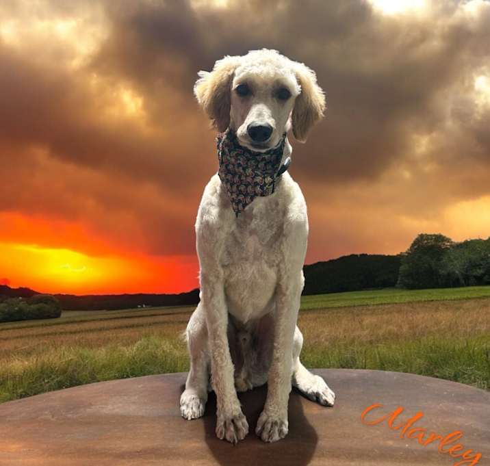 Photo of Marley