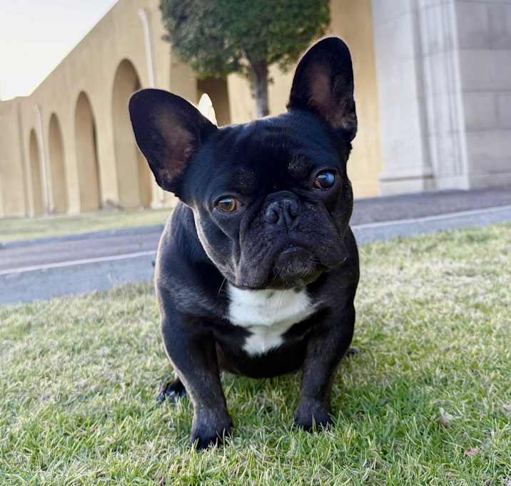 Photo of Porky