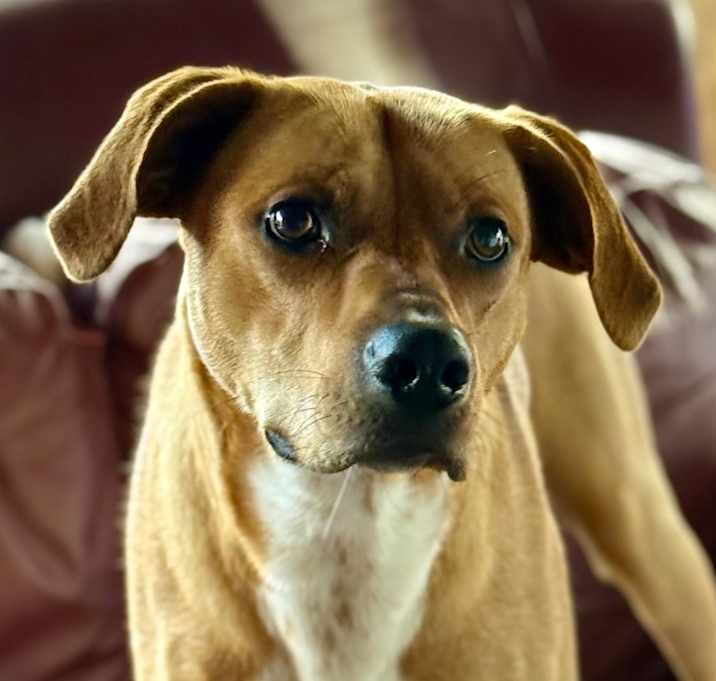 Photo of Mojo