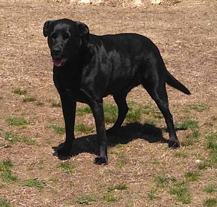 Photo of Gumbo