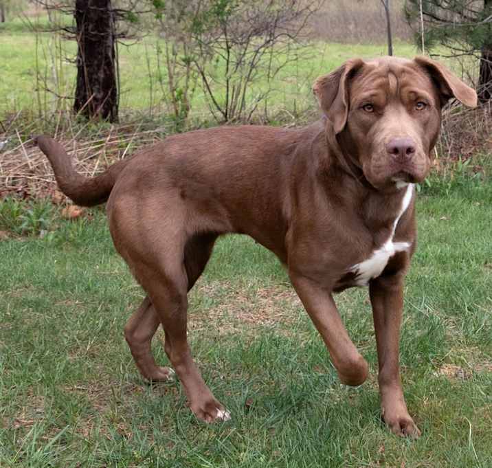 Photo of Penny