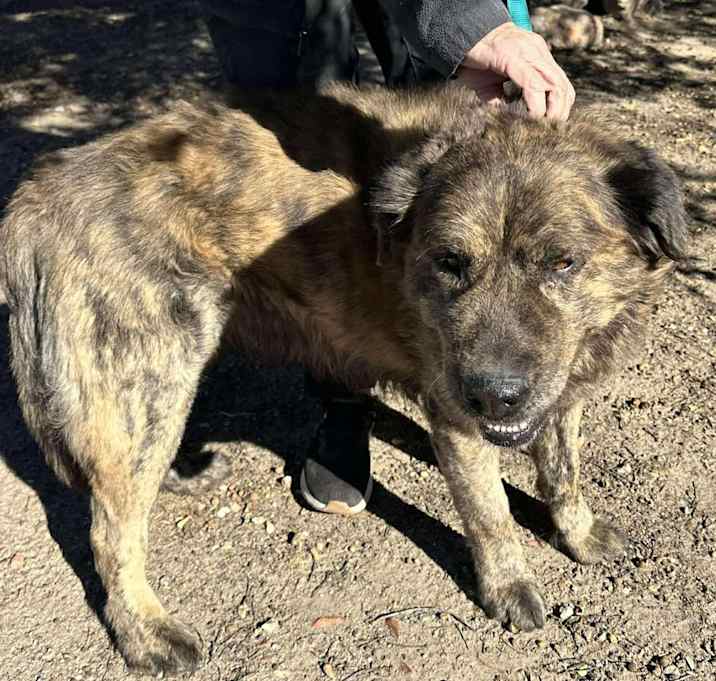 Photo of GRIZZLY