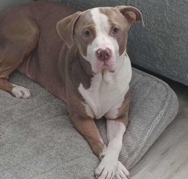 Photo of Brody