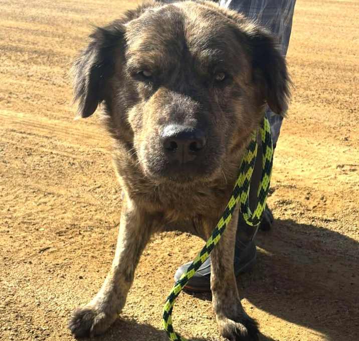 Photo of GRIZZLY