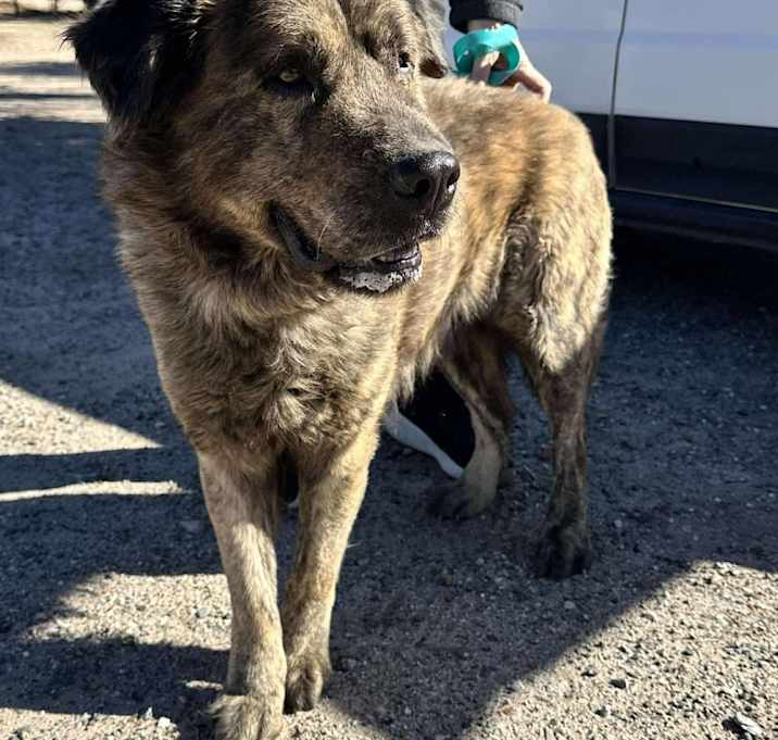 Photo of GRIZZLY