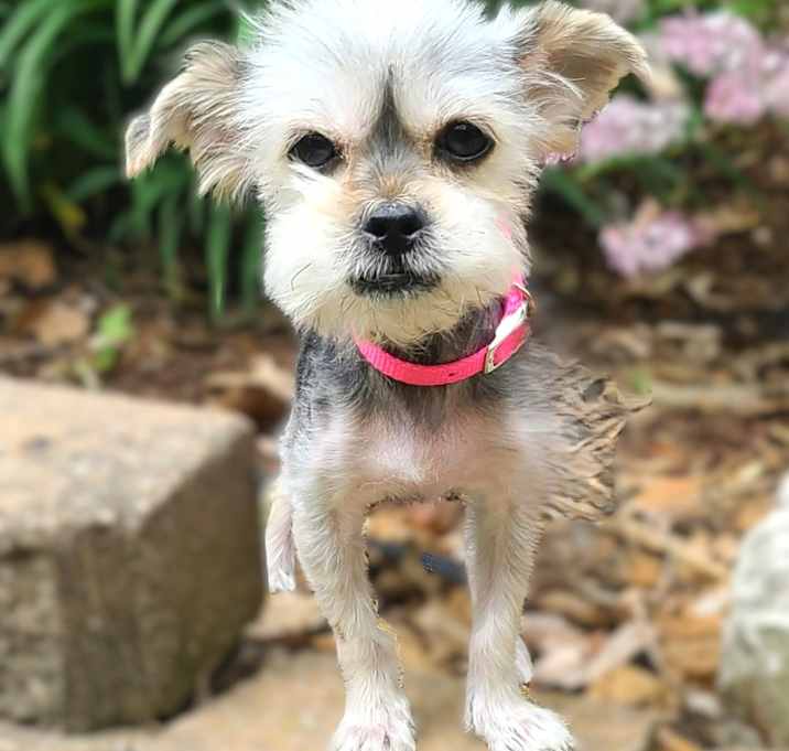 Photo of Silky-ADOPTION PENDING