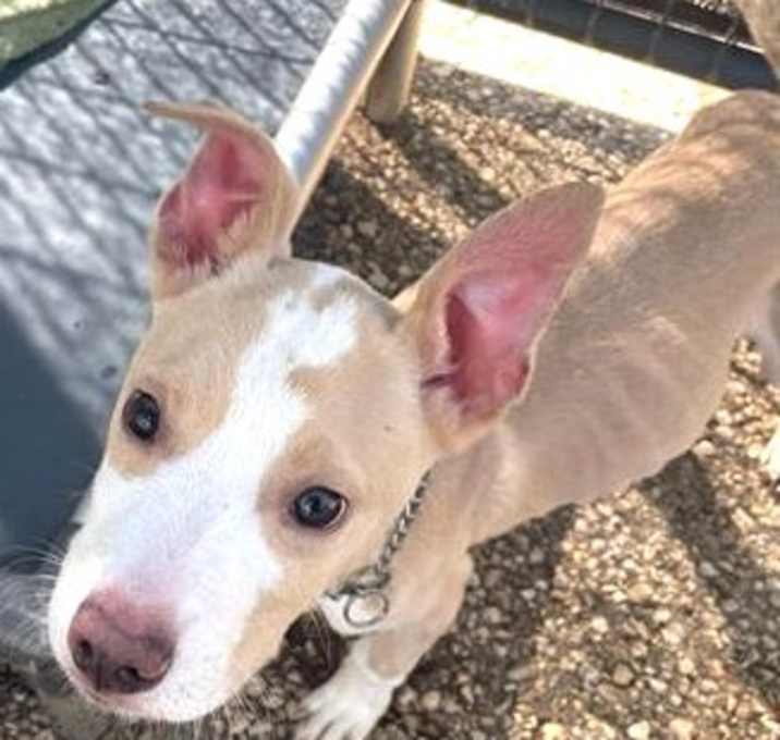 Photo of Chip