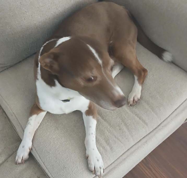 Photo of Grover