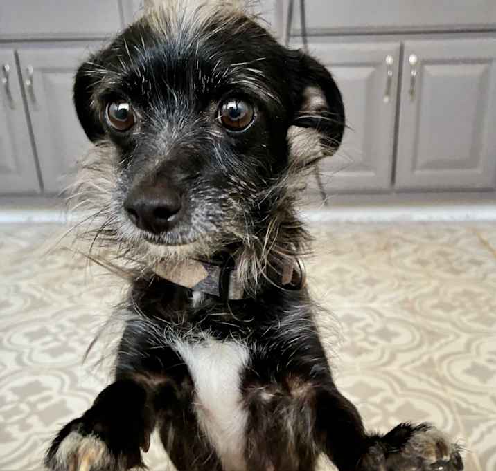 Photo of Maizy