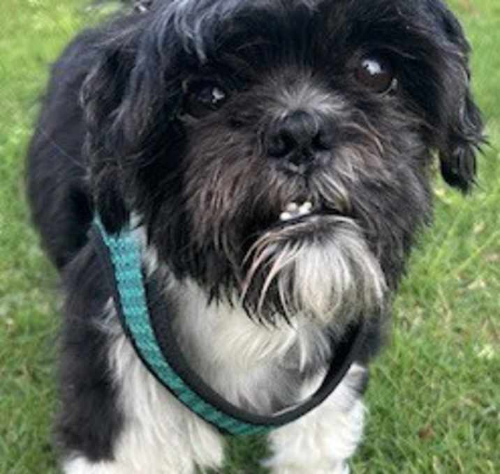 Photo of GIZMO