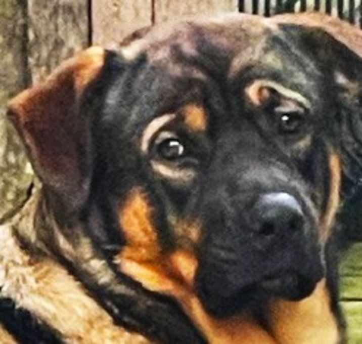 Photo of BOGART (ABANDONED-THROWN AWAY!