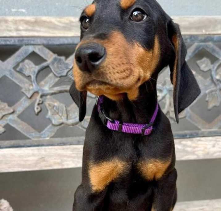 Photo of Linus