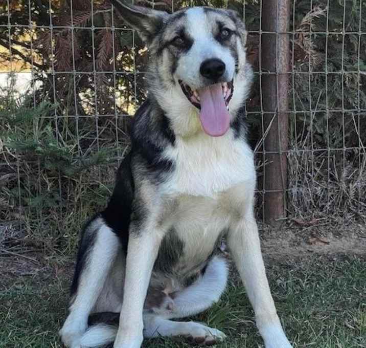 Photo of Billie the Kid