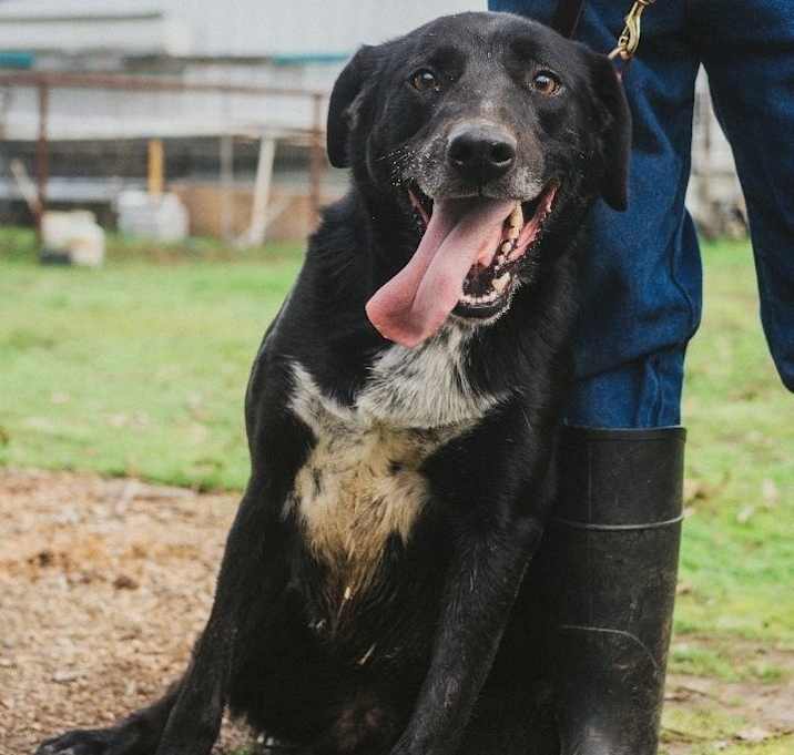 Photo of Buddy