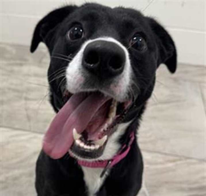 Photo of DAHLIA