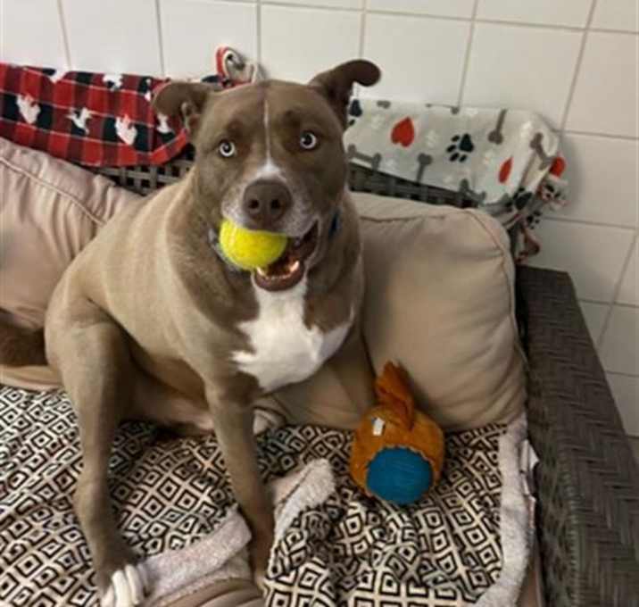 Photo of ROCKY