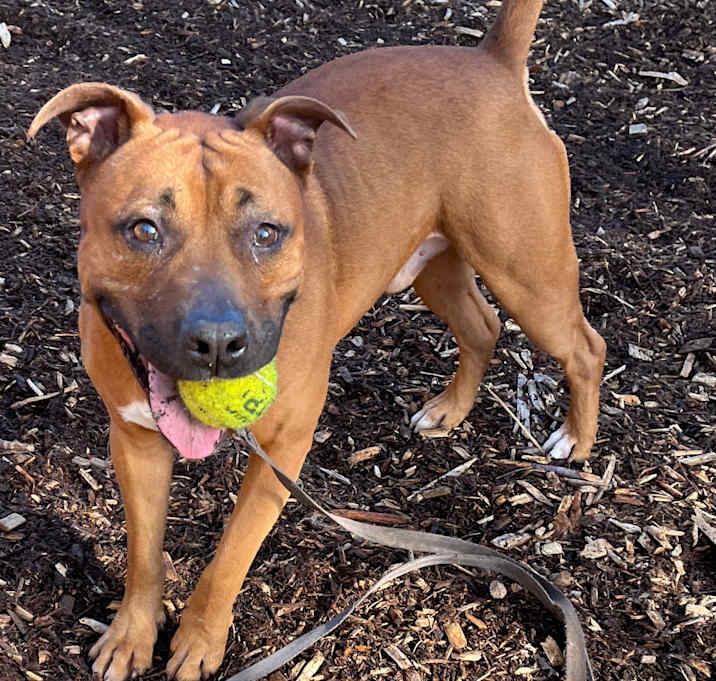 Photo of Bubba @ Foster *Sponsored