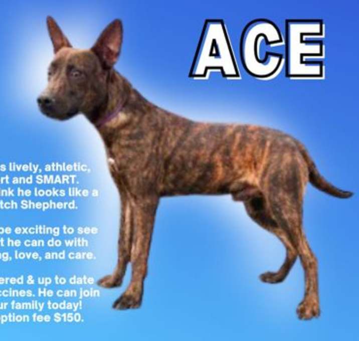 Photo of ACE