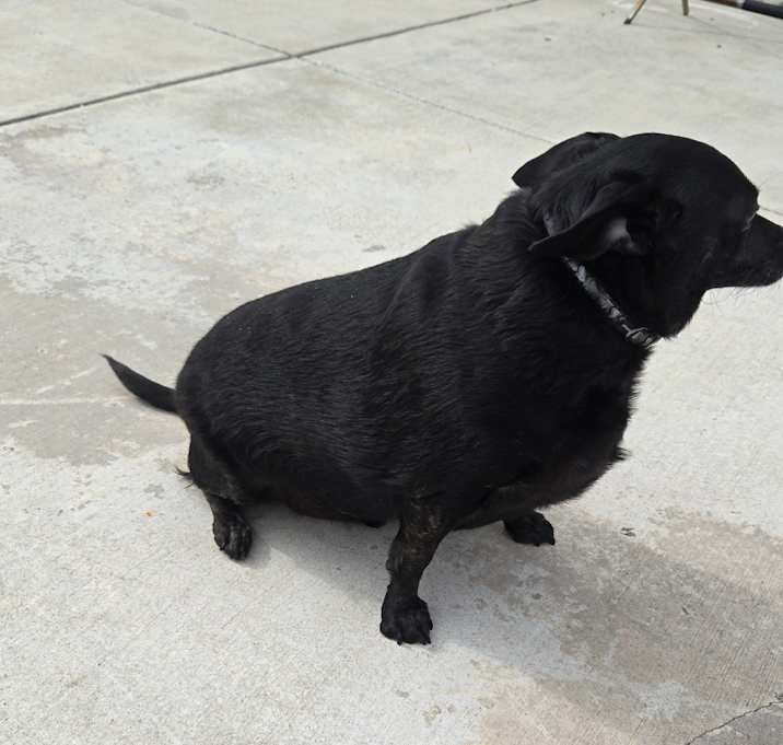 Photo of Snoop
