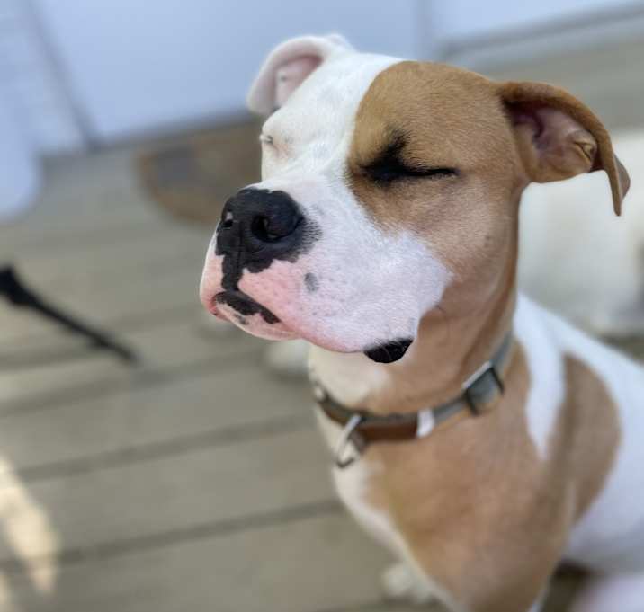 Photo of Rocco