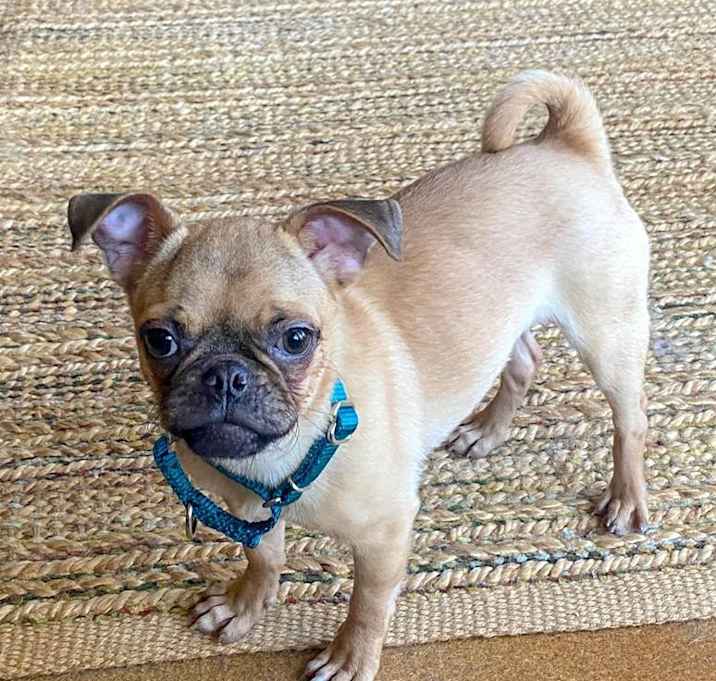 Photo of Olive