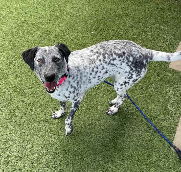 Photo of Moo Moo A2185327