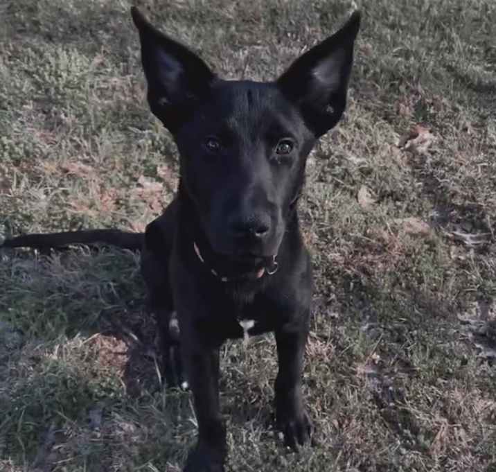 Photo of Gunner