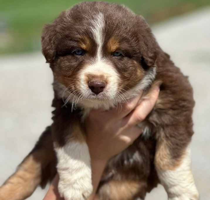 Photo of Pleasant Hill Aussies KY