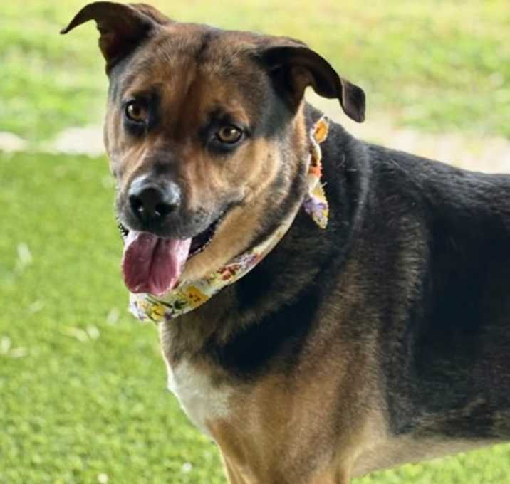 Photo of Colby (in foster)