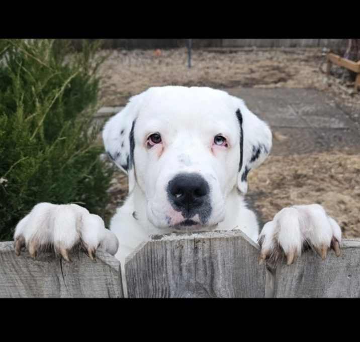Photo of Butch