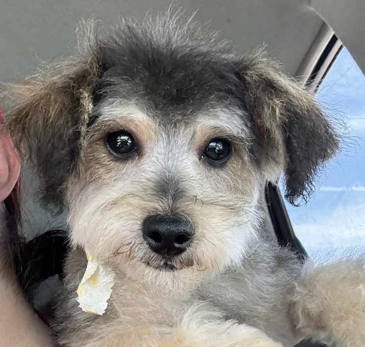 Photo of Toto