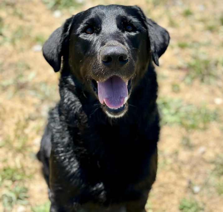 Photo of Big Boy