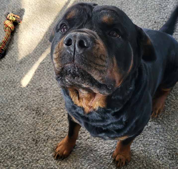 Photo of Ceasar