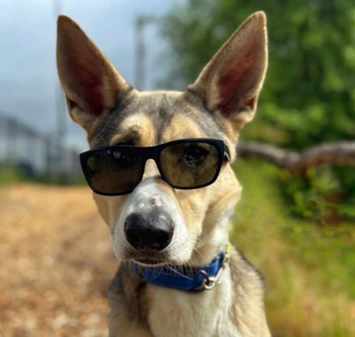 Photo of Bodie