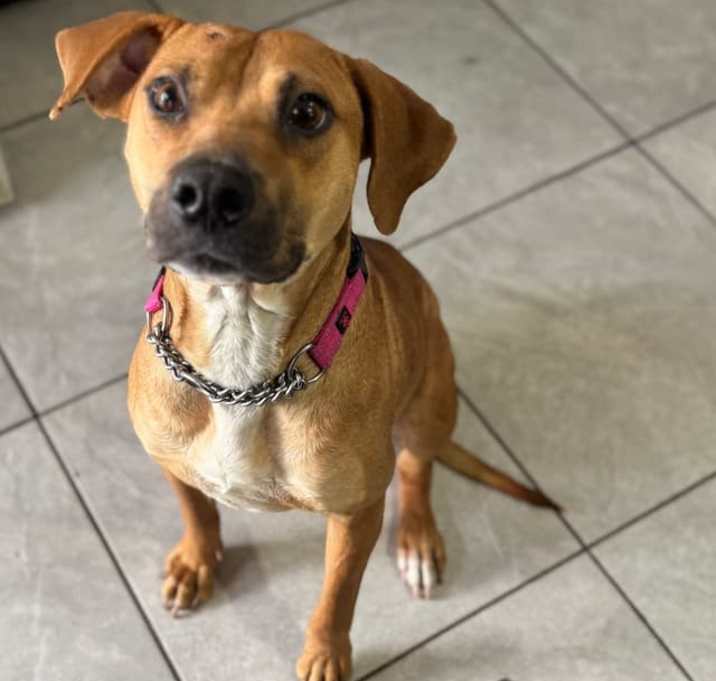 Photo of Clover