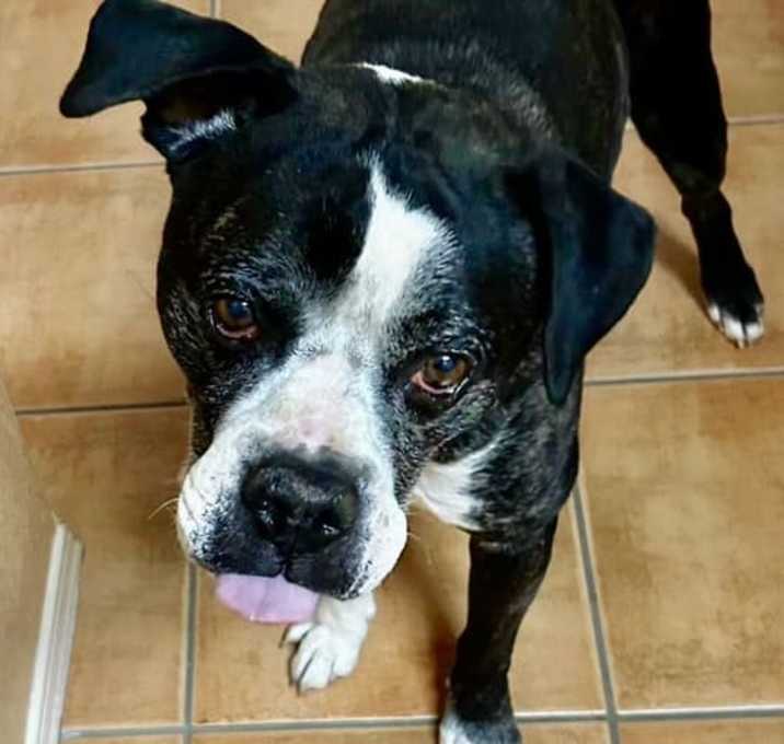 Photo of Oreo