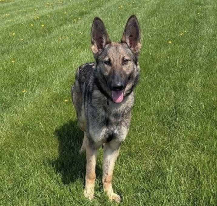Photo of Sheba
