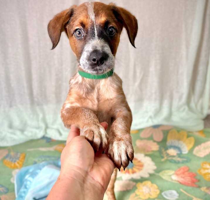 Photo of Buster Brown